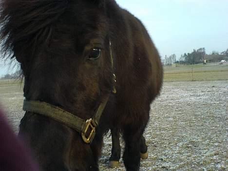 Islænder Mysla (SOLGT) - Hun er faktisk rigtig meget nysgerrig, så det kan være lidt svært at tage billeder, som i kan se :) billede 10