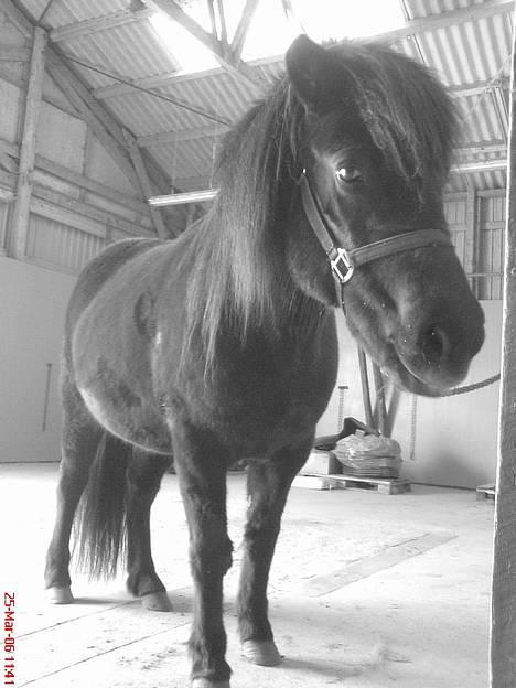 Islænder Mysla (SOLGT) billede 11