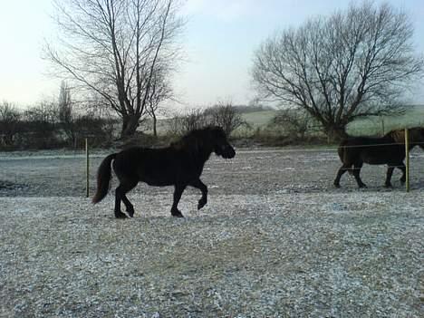 Islænder Mysla (SOLGT) - Mysla i trav på folden billede 12