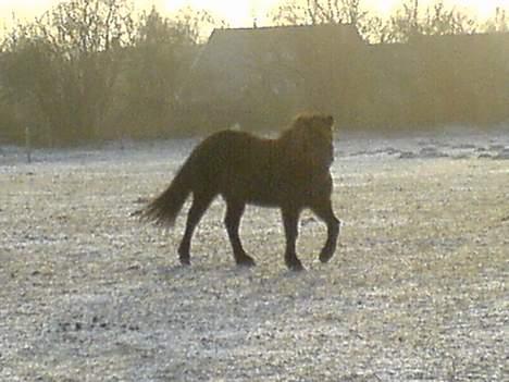 Islænder Mysla (SOLGT) billede 13