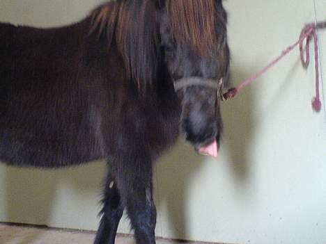 Islænder Mysla (SOLGT) - BAHHH.... Hehe...  billede 14