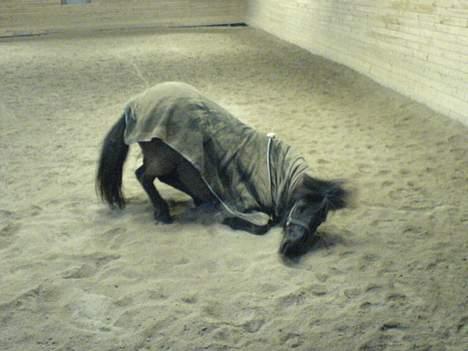 Islænder Mysla (SOLGT) - Uha - dejligt at få lov til at rulle sig en gang... Hun ruller sig altid 5-6 gange når hun har redet... billede 16