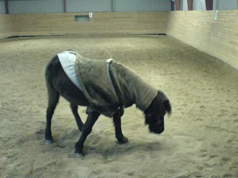 Islænder Mysla (SOLGT) - Hehe... Sådan ser en hest så ud når den har rullet sig... Man kan jo så diskutere, hvor godt det dækken bliver siddende...?! billede 17