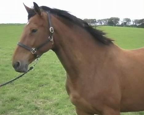 Dansk Varmblod Fabienne Foldager RDH  - Fabienne Foldager på stutteri Foldager billede 1