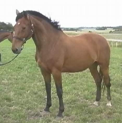 Dansk Varmblod Fabienne Foldager RDH  - Fabienne på stutteri Foldager billede 2