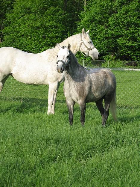 Welsh Mountain (sec A) Elvis Pony - Er Elvis ikke bare en smuk dreng? og Medina er også smuk!!! billede 7