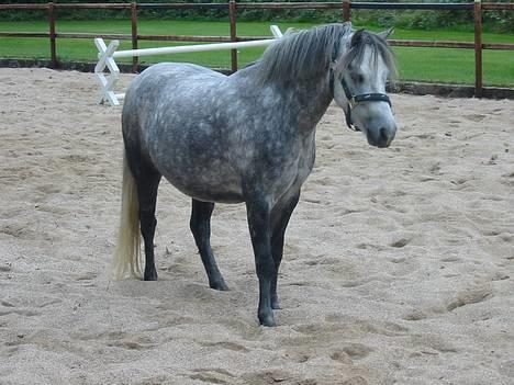 Welsh Mountain (sec A) Elvis Pony - Ja her står jeg som model ;p billede 8