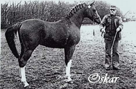 Anden særlig race Dagalin *solgt* - Oskar sph 52. Dagalins far billede 12