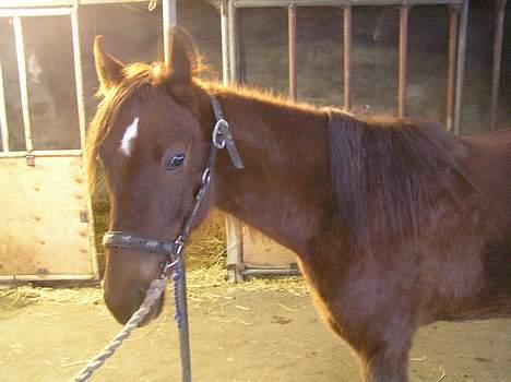 Pinto Gantrup Lisa  - halløjsa :) billede 1