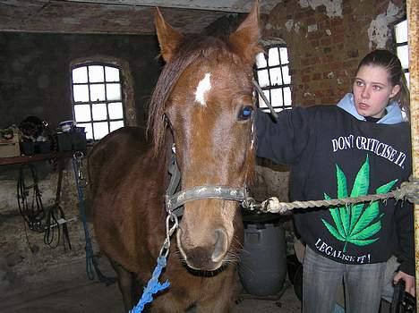 Pinto Gantrup Lisa  - ALTID dejligt og blive nusset lidt  "lidt længere ned ja der mmh" billede 3