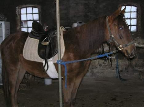 Pinto Gantrup Lisa  - yndig ser jeg ud med mit nye og første underlag :) billede 5