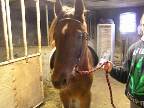 Pinto Gantrup Lisa  billede 6