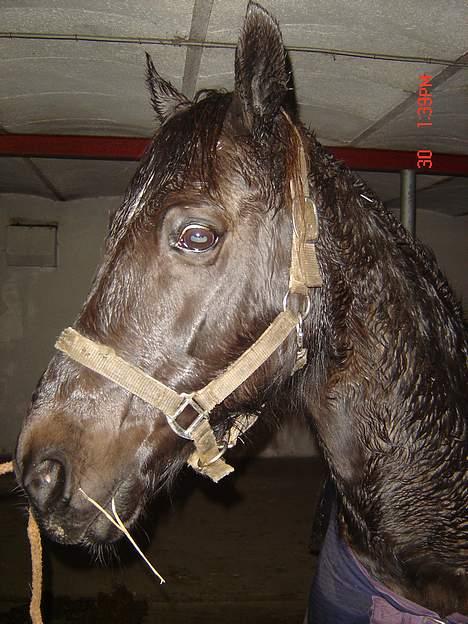 Anden særlig race Django<3 gammel pony ;/  - Min lille hyp er lige kommet ind fra mark og er våd..  billede 3