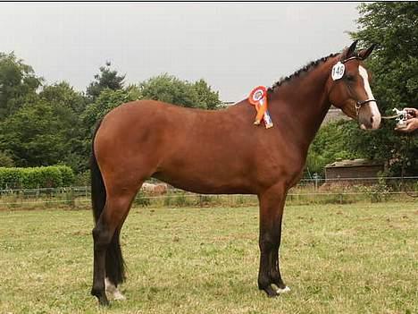 New Forest Amber - Amber blev "ster" i Holland :) billede 3