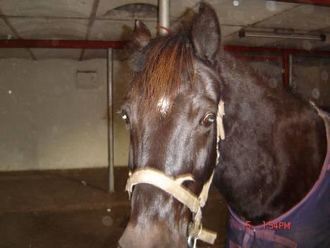 Anden særlig race Django<3 gammel pony ;/  - han er  lidt nysgerrig<333 billede 5