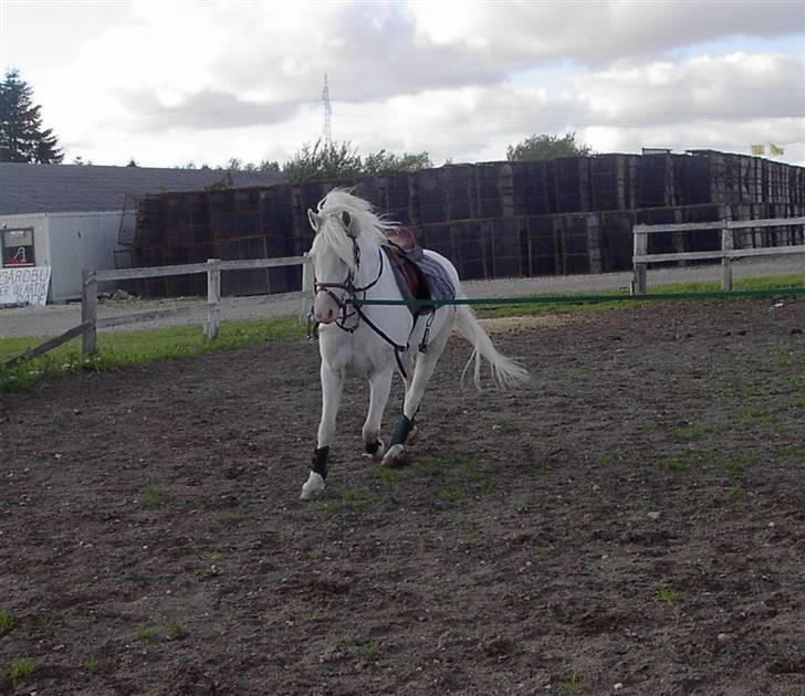 Welsh Pony af Cob-type (sec C) korreborgs nichlas - Det skønne dyr bliver longeret lidt :D billede 8