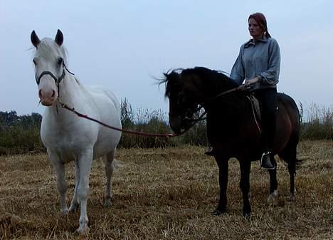 Anden særlig race Sonny*DØD* billede 4