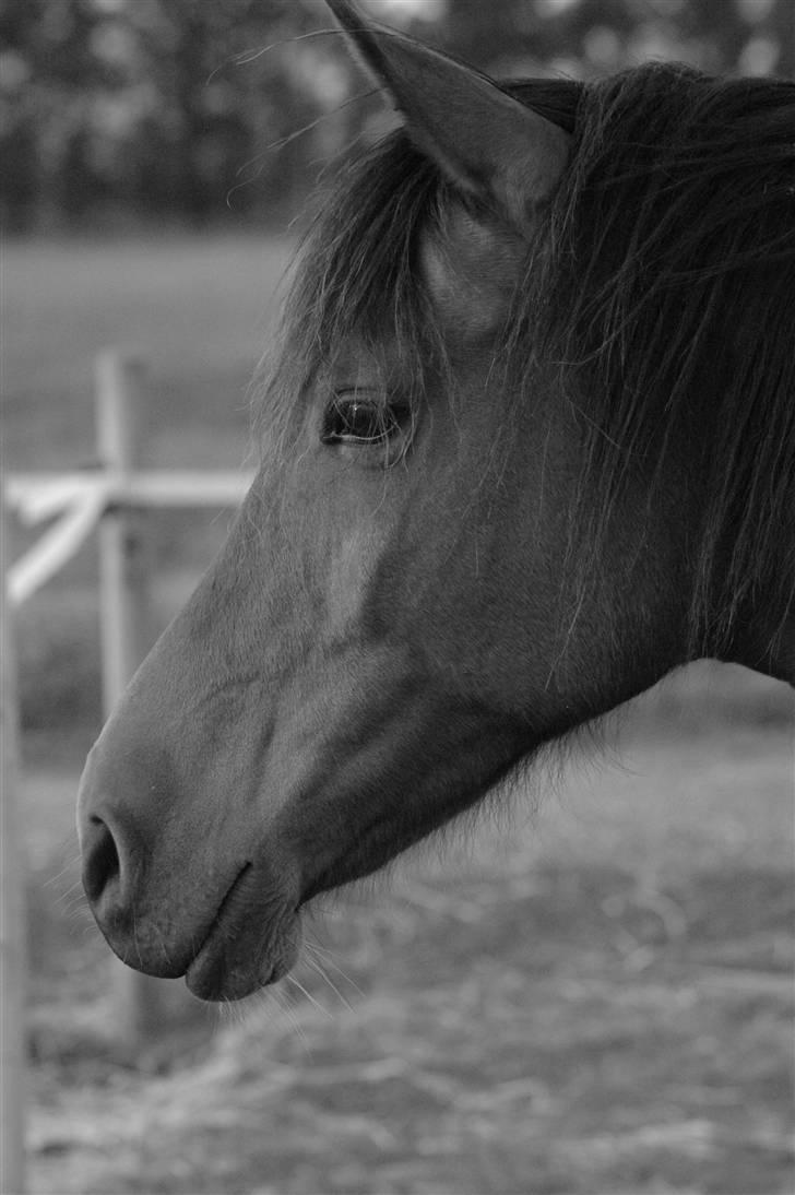 Sportsaraber (A) Paw - Min dejlige dreng :-) billede 1