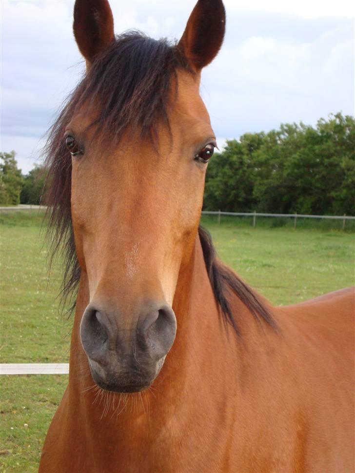 Sportsaraber (A) Paw billede 2