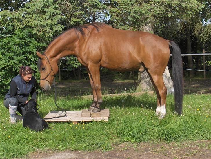 Sportsaraber (A) Paw billede 3