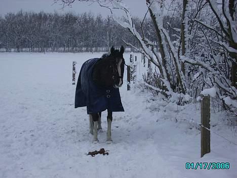 DSP Øster Brønderups Olivar - Vinter 2005 - uhm´  jeg elsker sne <3 :) billede 12