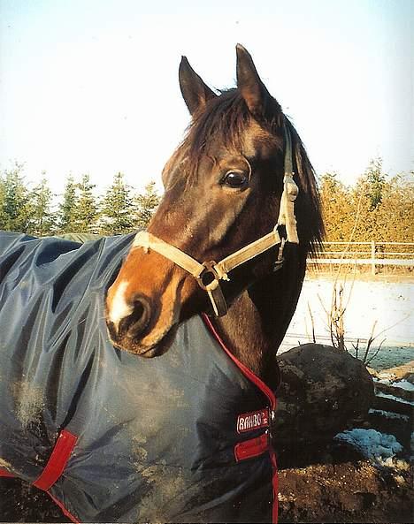 Dansk Varmblod Koh-I-Noor Graftebjerg - Koh-I-Noor har rigtig hygget sig på folden ;-) billede 8