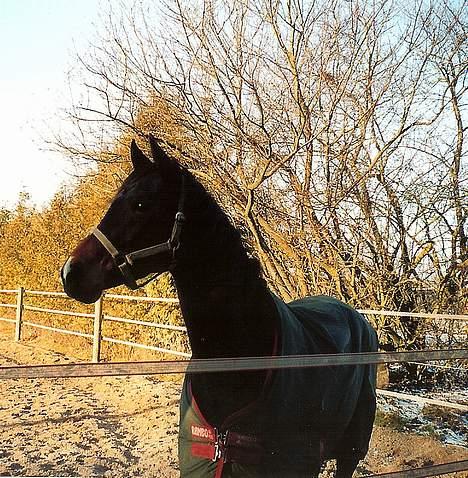 Dansk Varmblod Koh-I-Noor Graftebjerg - Koh-I-Noor på ridebanen januar 06. billede 9