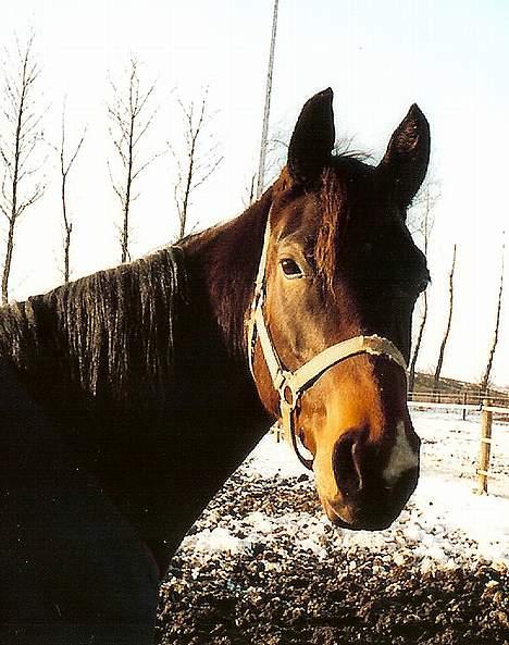 Dansk Varmblod Koh-I-Noor Graftebjerg - Hejsa - det er så mig der er Koh-I-Noor ;-) billede 10