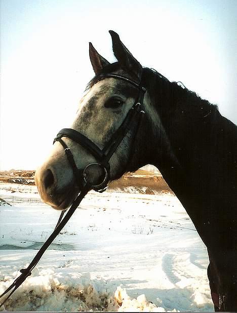 Sportsaraber (A) Snehvide - Snehvide. Januar 06. billede 14