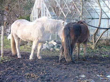 Islænder Hekla frà fjalli,Skaga... - hilser på brana for første gang....sød tøs billede 10