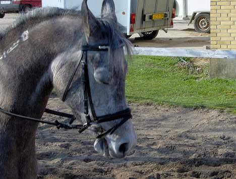 Arabisk fuldblod (OX) T.A. Madir  - Den dejligste pony!!! billede 3