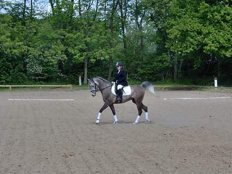 Arabisk fuldblod (OX) T.A. Madir  - Madir og jeg til stævne i Davinde.. :) billede 7