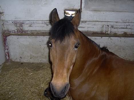 Anden særlig race Calvin Klein <3 R.I.P billede 11