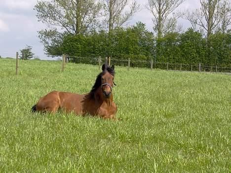 Anden særlig race Calvin Klein <3 R.I.P billede 12