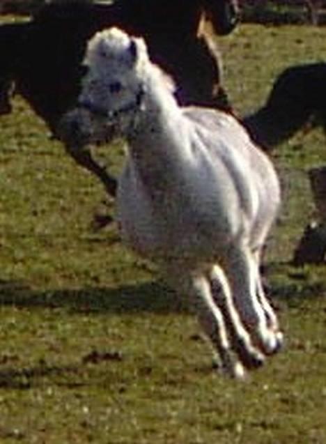 Welsh Mountain (sec A) Starlight.... DØD... - De tog lige alle sammen en spæner.... Selv Starlight var med... det er ikk så tit det sker... billede 14