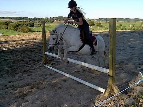 Welsh Mountain (sec A) Starlight.... DØD... - Det er ikk mig der springer på hende der.. billede 16