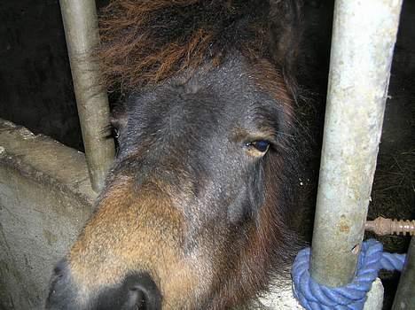 Anden særlig race Surprise - EY hallo vi er altså nogle der sover længe!  tsk!! billede 1