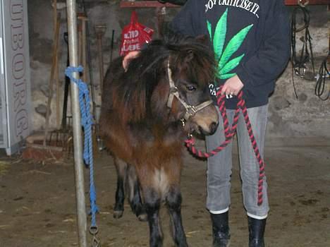 Anden særlig race Surprise billede 2