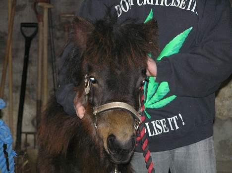 Anden særlig race Surprise - SMIL du på :-0 billede 3