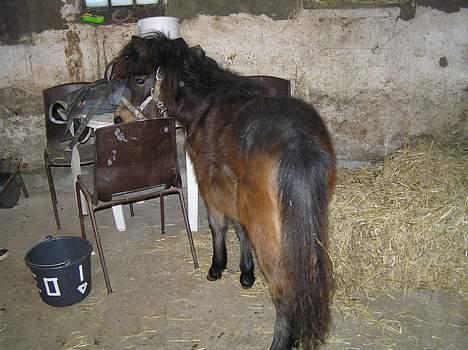 Anden særlig race Surprise - hvad mon der er her omme ? billede 4