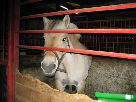 Fjordhest Donella EFTERLYSNING billede 12