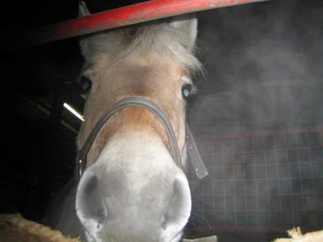 Fjordhest Donella EFTERLYSNING billede 13