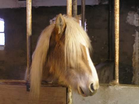 Haflinger Domenick (solgt) billede 1