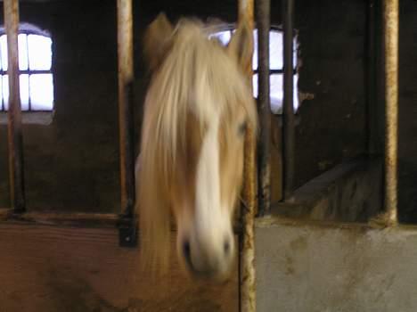 Haflinger Domenick (solgt) - Heey stod du der...  SMIIIIL billede 2