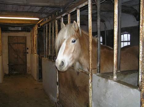 Haflinger Domenick (solgt) - ind med hagen og frem med ørene  :) billede 3
