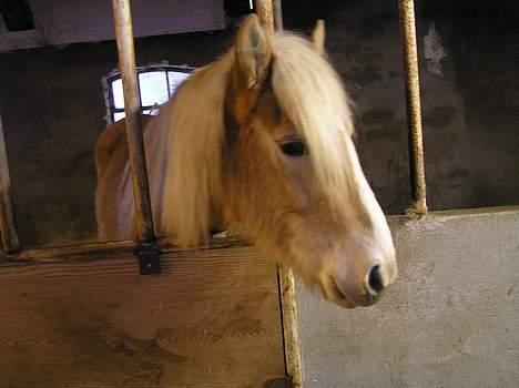 Haflinger Domenick (solgt) billede 4