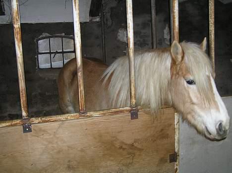 Haflinger Domenick (solgt) - HALLO!!!  jeg sagde kom tilbage igen billede 5