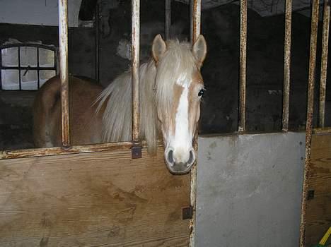 Haflinger Domenick (solgt) billede 6