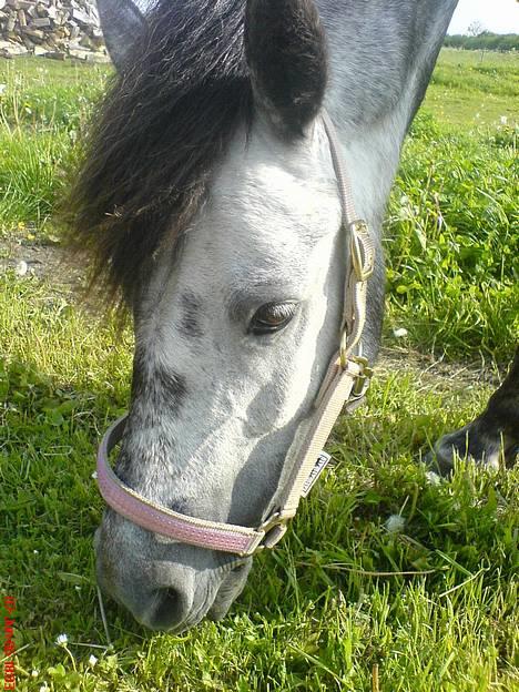 Anden særlig race Tulle - Tulle sommeren 2006.. Med "min" grime... =) billede 1