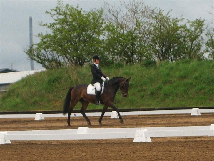 Dansk Varmblod † Elmevangs Maine † - C-stævne i Tinglev 8/5-2010 :) billede 3